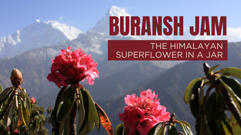 Buransh Jam : The Himalayan Superflower in a Jar